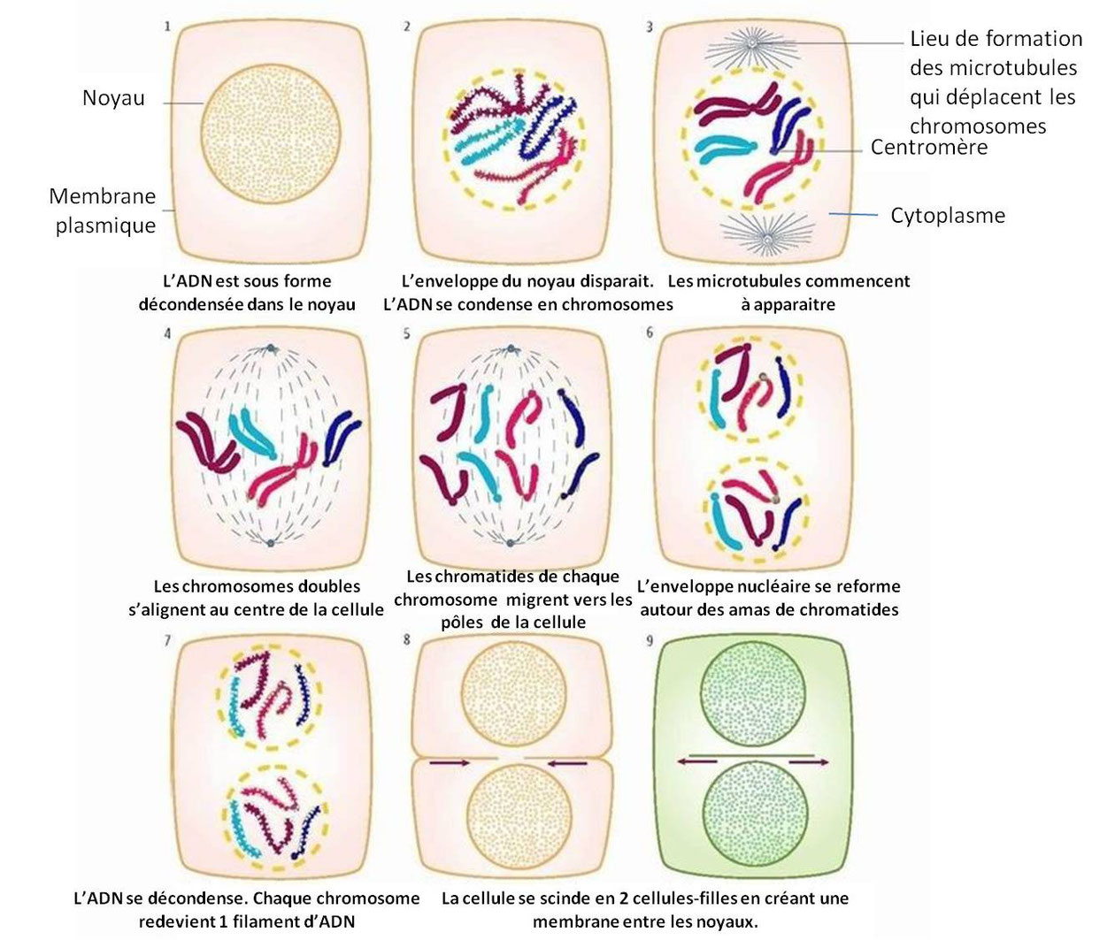 Détails des différentes étapes de la multiplication cellulaire (= MITOSE).